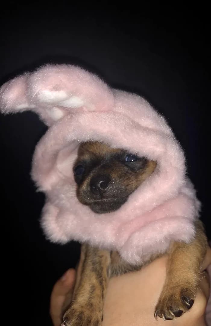 A puppy wearing a fluffy pink bunny hat.